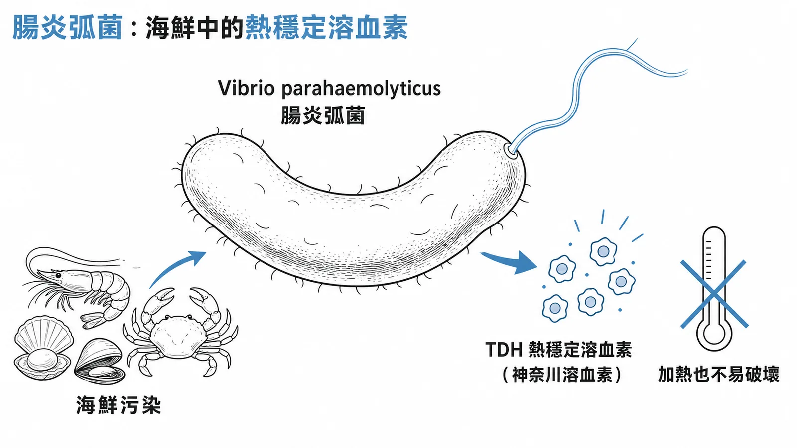 腸炎弧菌污染海鮮並釋出耐熱的神奈川溶血素 TDH