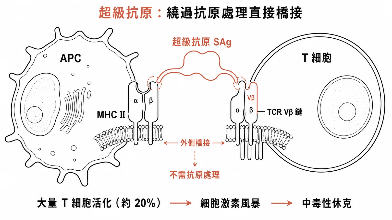 超級抗原橋接 MHC II 與 TCR Vβ 鏈活化大量 T 細胞引發細胞激素風暴