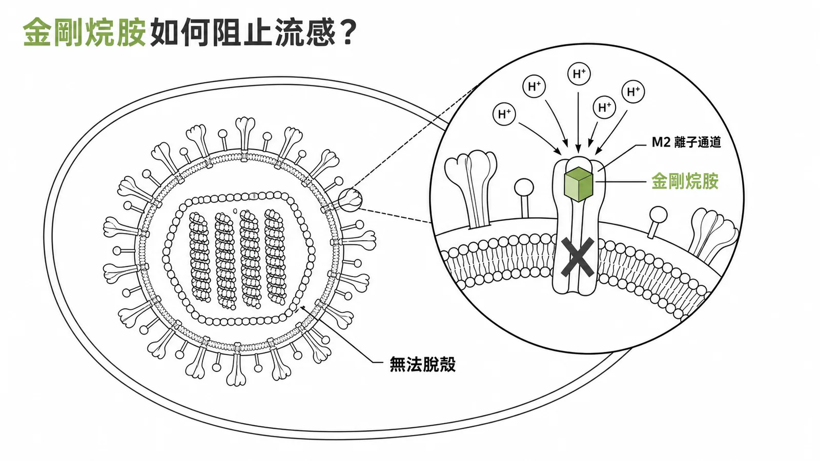 金剛烷胺阻斷M2離子通道使流感病毒無法脫殼