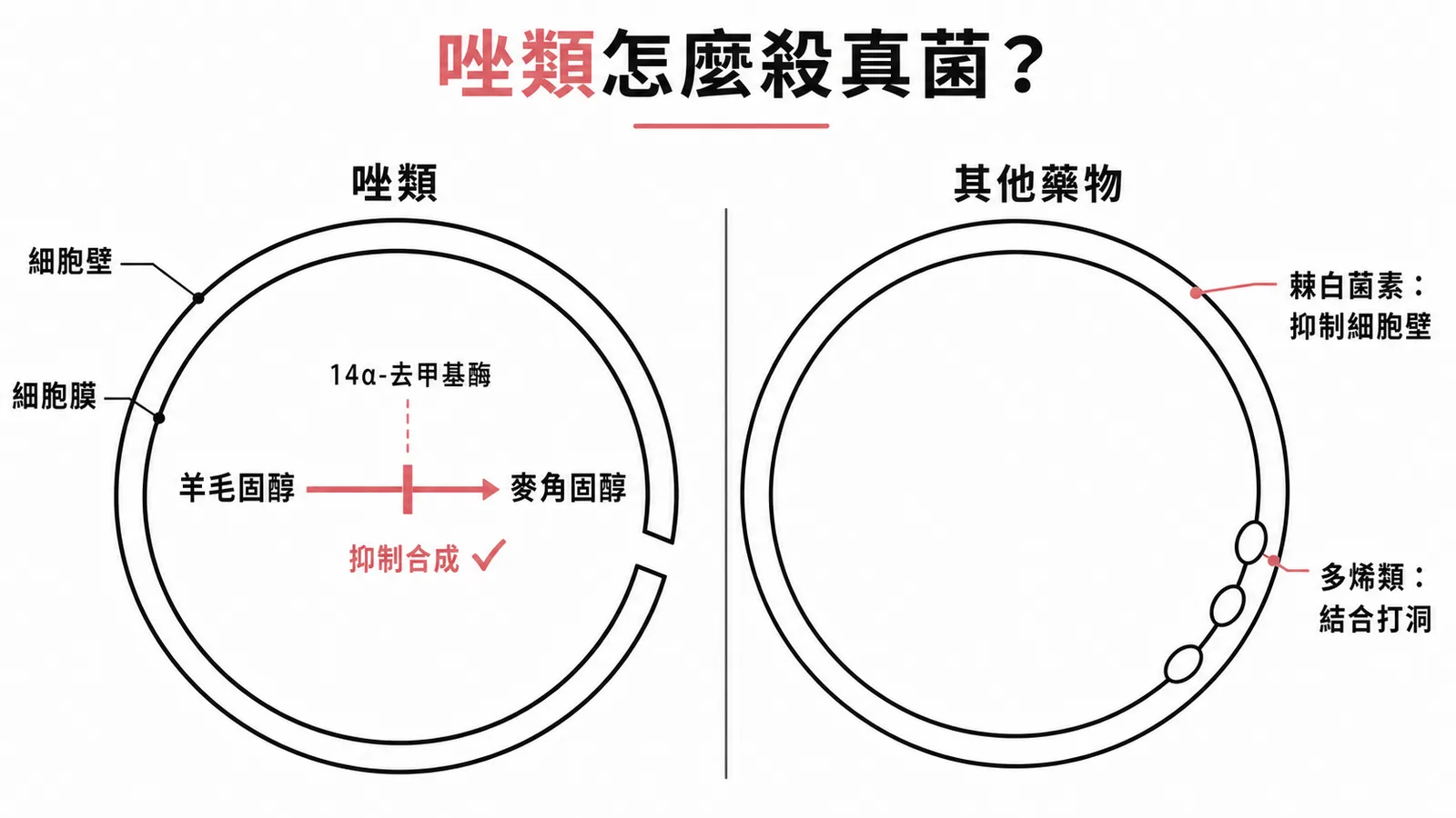 唑類抑制麥角固醇合成途徑對比棘白菌素與多烯類靶點