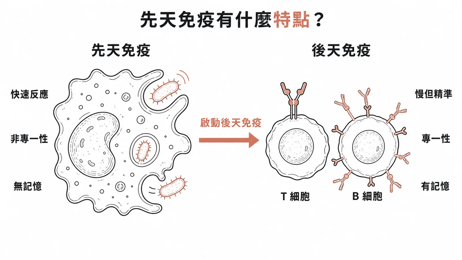 先天免疫快速非專一無記憶對比後天免疫慢但精準有記憶