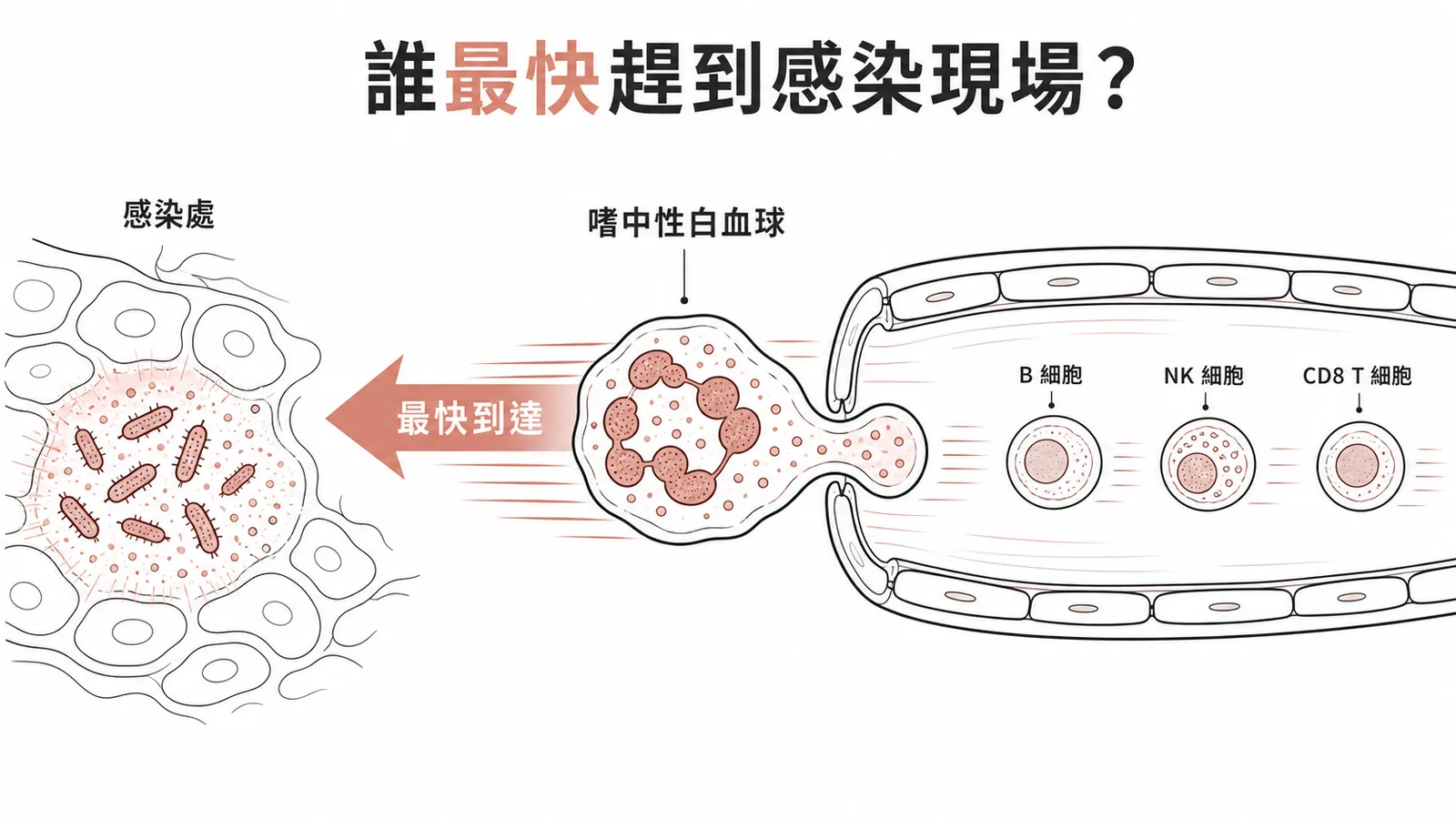 嗜中性白血球是最快穿過血管壁到達感染處的免疫細胞