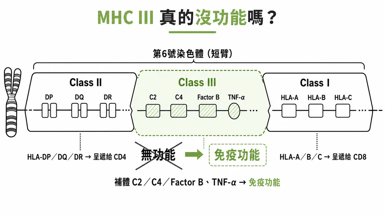 MHC三類區域功能:Class III含補體和TNF-α具免疫功能