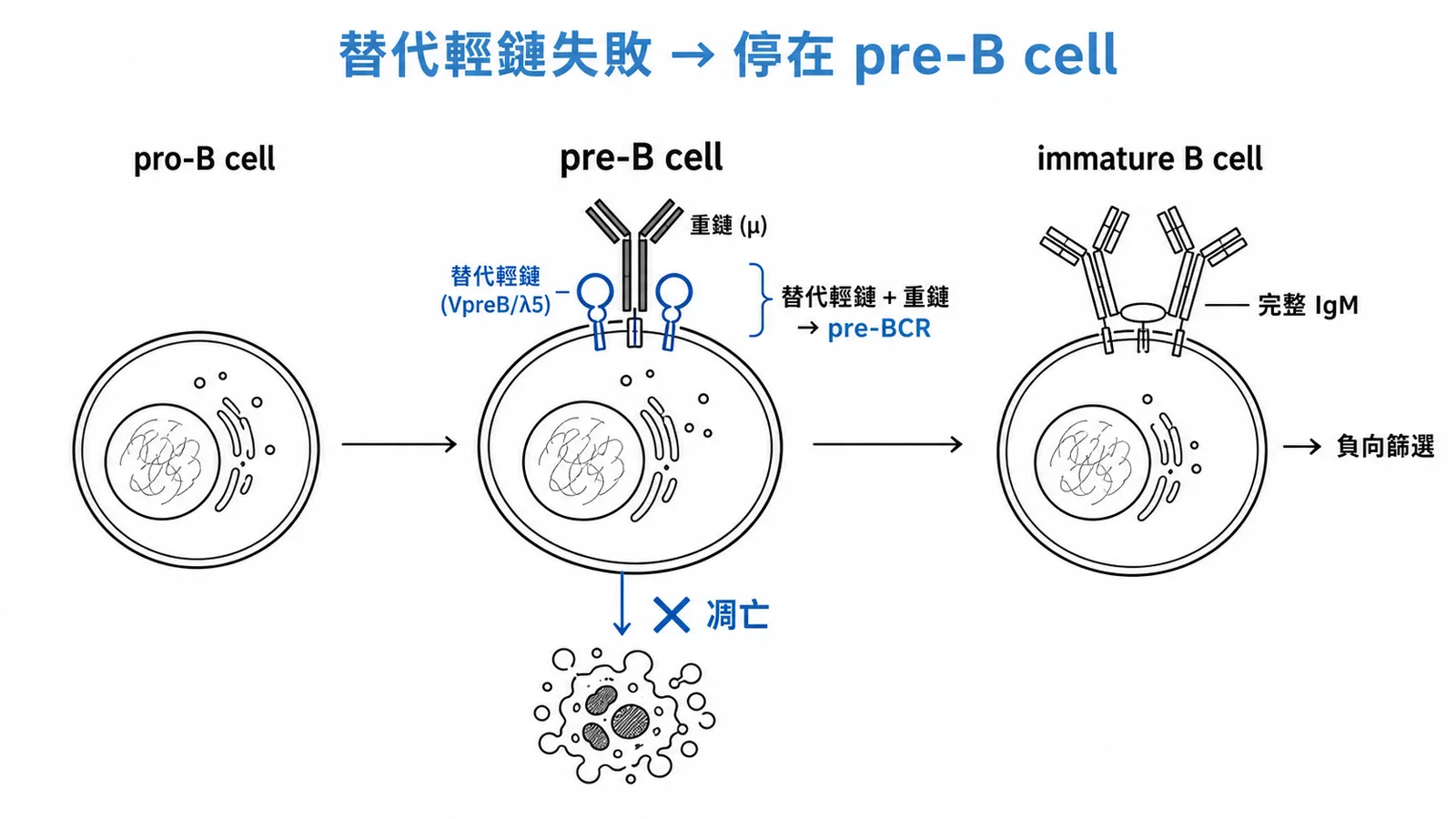 B 細胞發育流程:替代輕鏈組裝失敗停在 pre-B cell 階段凋亡