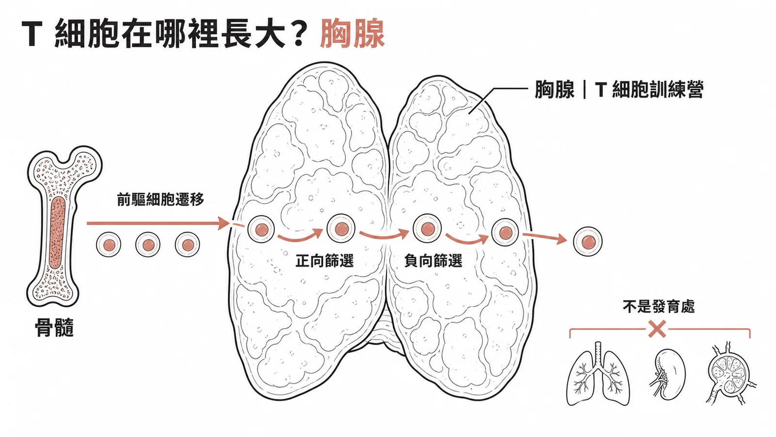 T 細胞在胸腺發育成熟:骨髓前驅細胞遷移至胸腺經正負向篩選
