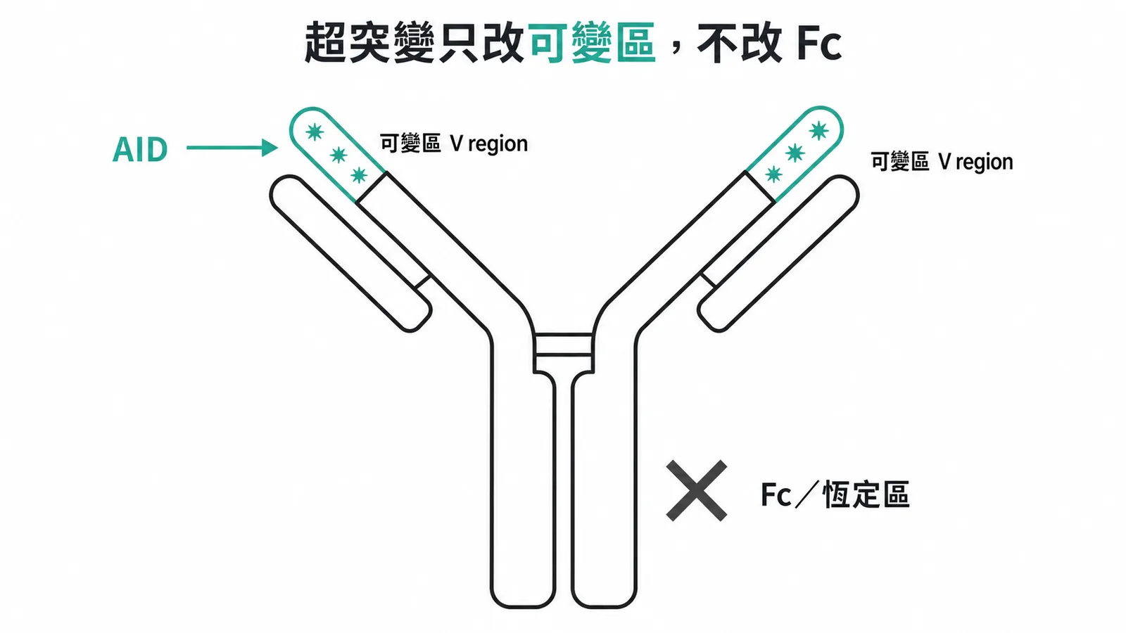 體細胞超突變:AID 在抗體可變區引入點突變,Fc 恆定區不受影響