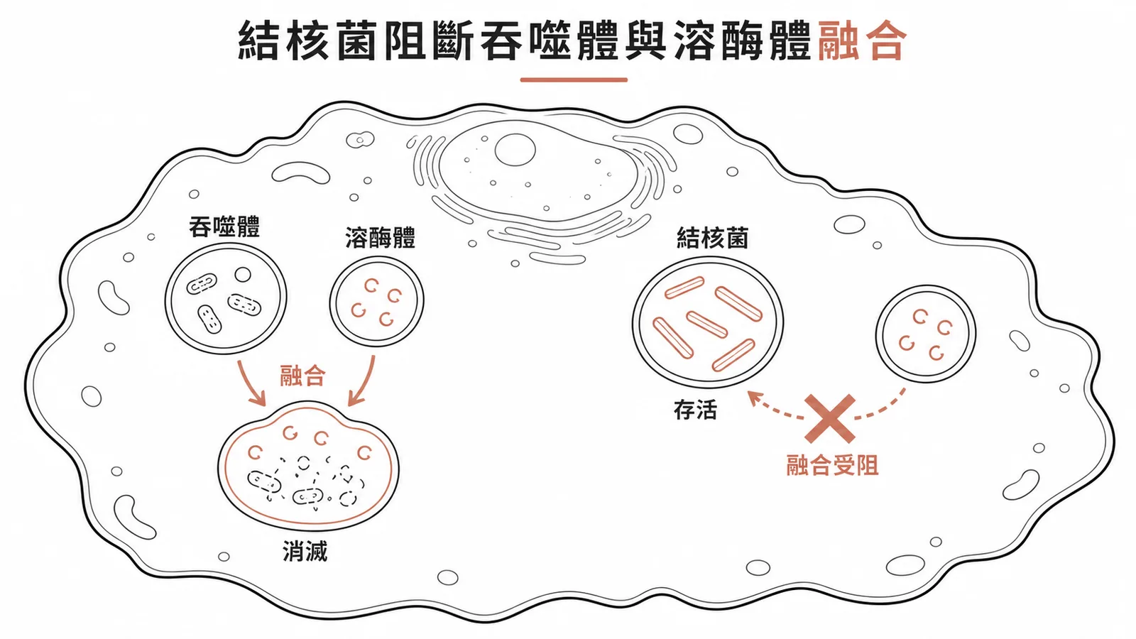 結核菌阻止吞噬體與溶酶體融合,在巨噬細胞內長期存活