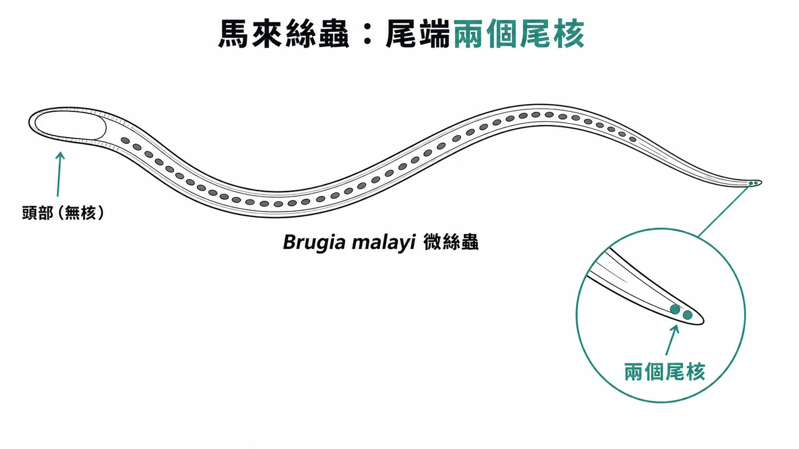 馬來絲蟲微絲蟲形態:尾端有兩個明顯尾核為辨識特徵