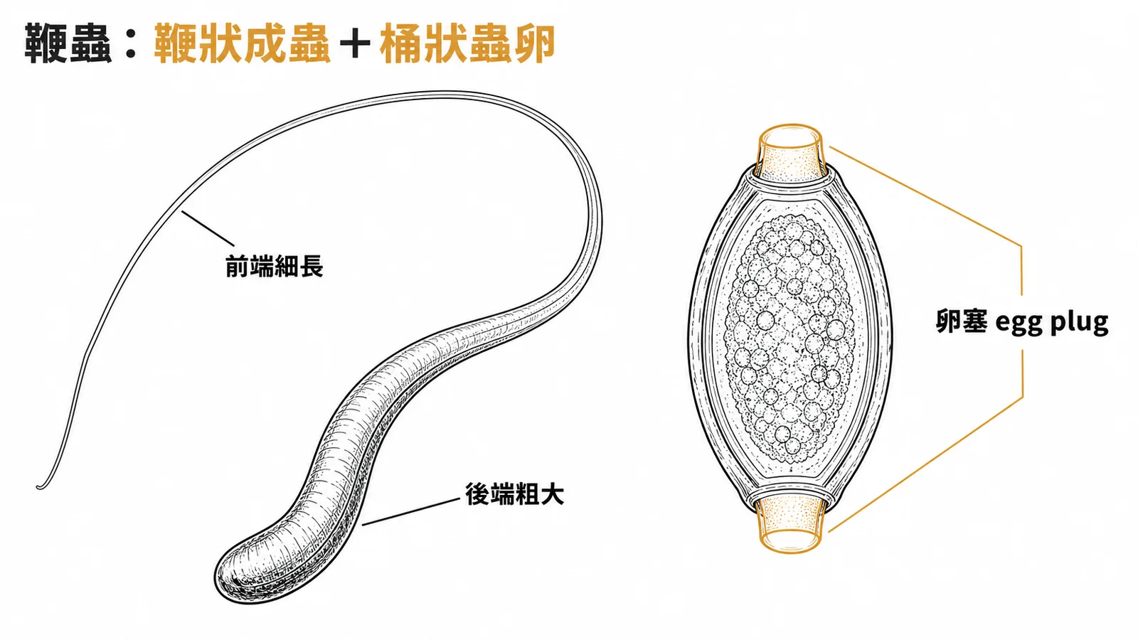 鞭蟲形態:前端細長後端粗大的鞭狀成蟲,桶狀蟲卵兩端有透明卵塞
