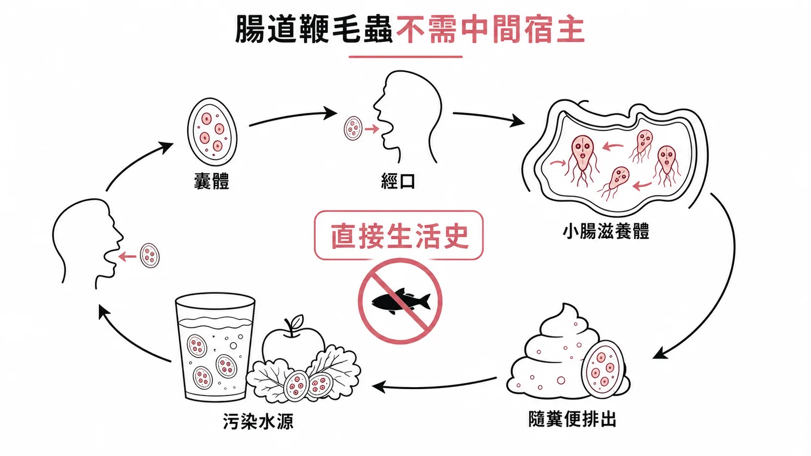 腸道鞭毛蟲直接生活史:囊體經口→腸道滋養體→隨糞便排出→污染水源,不需中間宿主