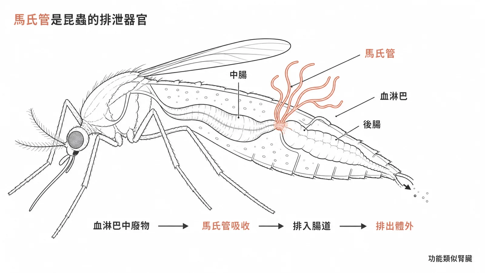 馬氏管是昆蟲排泄器官,從血淋巴吸收廢物經腸道排出,功能類似腎臟