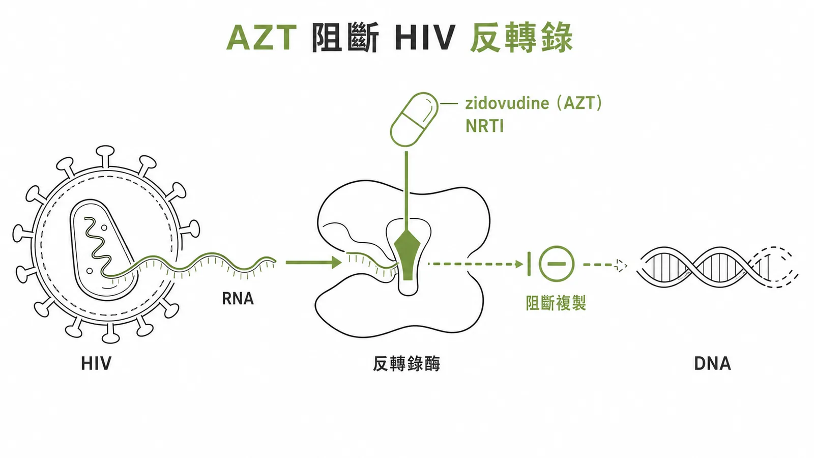 zidovudine（AZT）為 NRTI，抑制 HIV 反轉錄酶阻止 RNA 反轉錄成 DNA，阻斷病毒複製