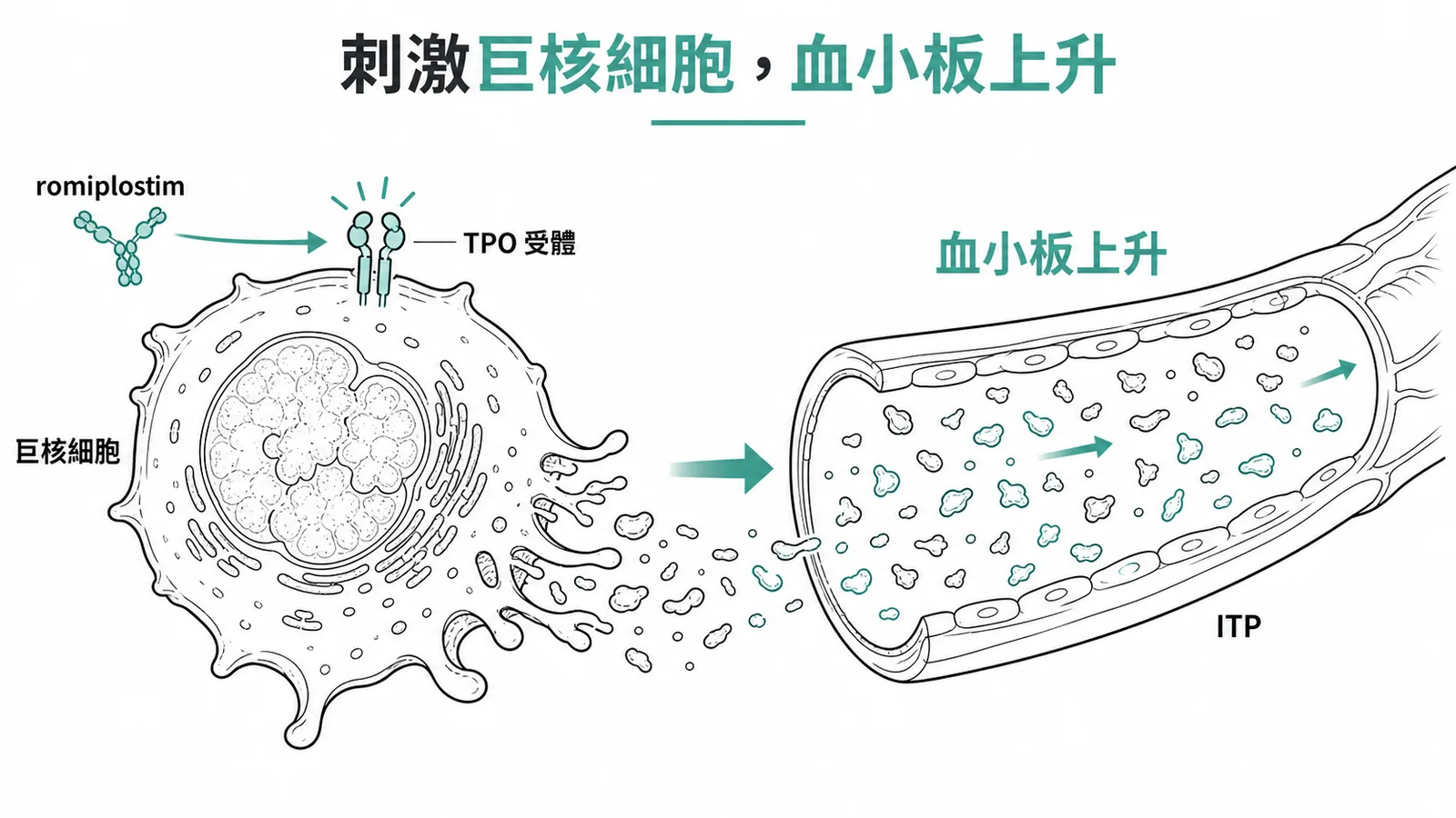 romiplostim 為血小板生成素受體促效劑，作用在巨核細胞的 TPO 受體刺激其增殖分化，使血中血小板數量上升