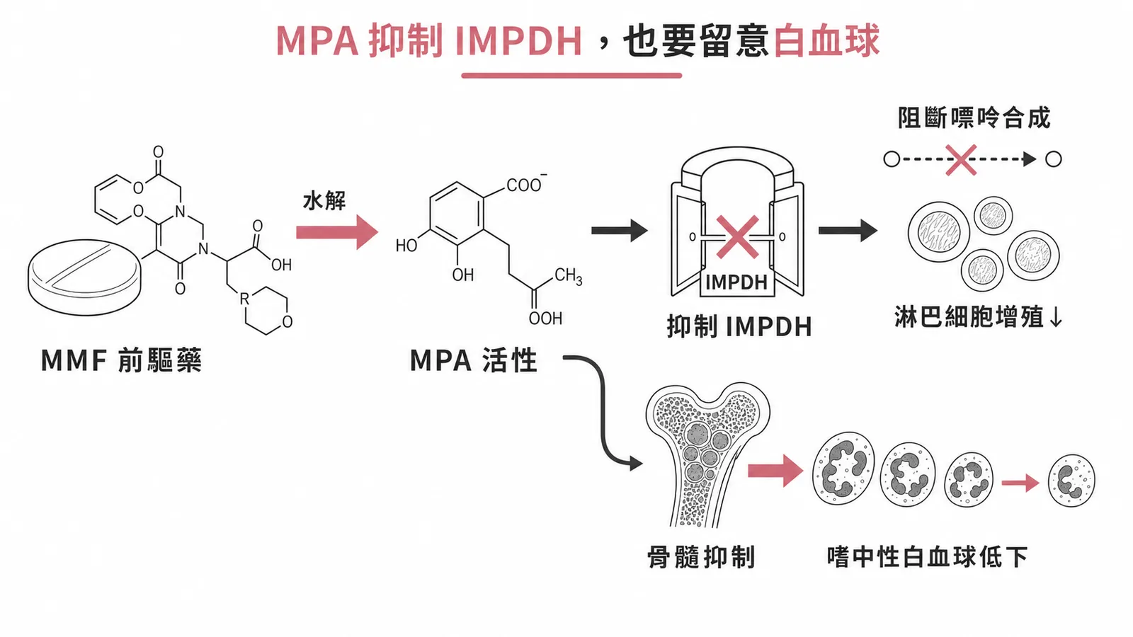 MMF 為前驅藥，水解成活性 MPA 抑制 IMPDH 阻斷嘌呤合成抑制淋巴細胞增殖；同時造成骨髓抑制，嗜中性白血球低下為常見副作用