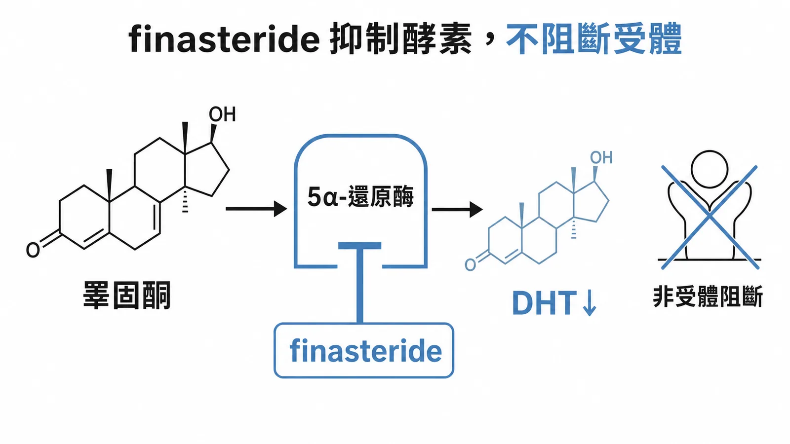 finasteride 的機轉是抑制 5α-還原酶,減少睪固酮轉為 DHT 使 DHT 下降,屬酵素抑制劑而非直接阻斷雄激素受體