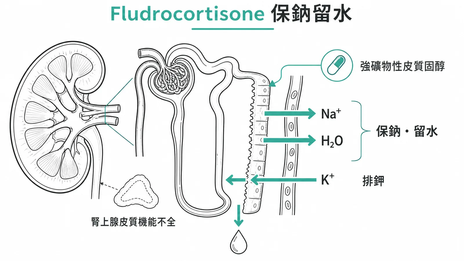 fludrocortisone 具強礦物性皮質固醇活性,作用於腎小管保鈉留水、排鉀,補正腎上腺皮質機能不全造成的鹽類流失
