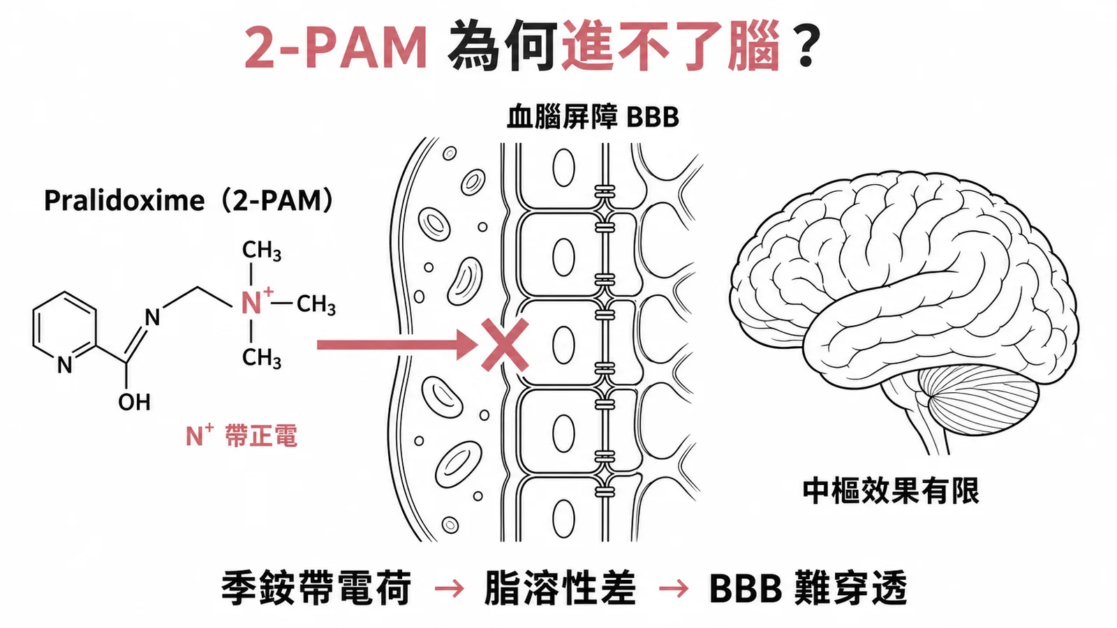 Pralidoxime(2-PAM)為帶正電的季銨化合物,脂溶性差難穿透血腦屏障,故對中樞的解毒效果有限