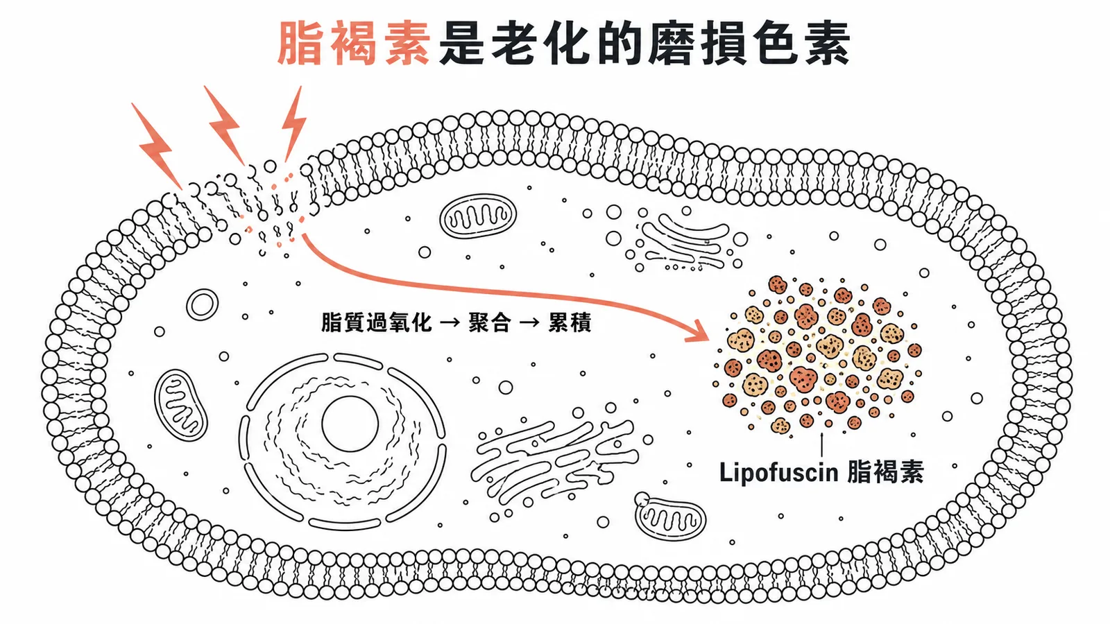 Lipofuscin 脂褐素是細胞自由基損傷的磨損色素