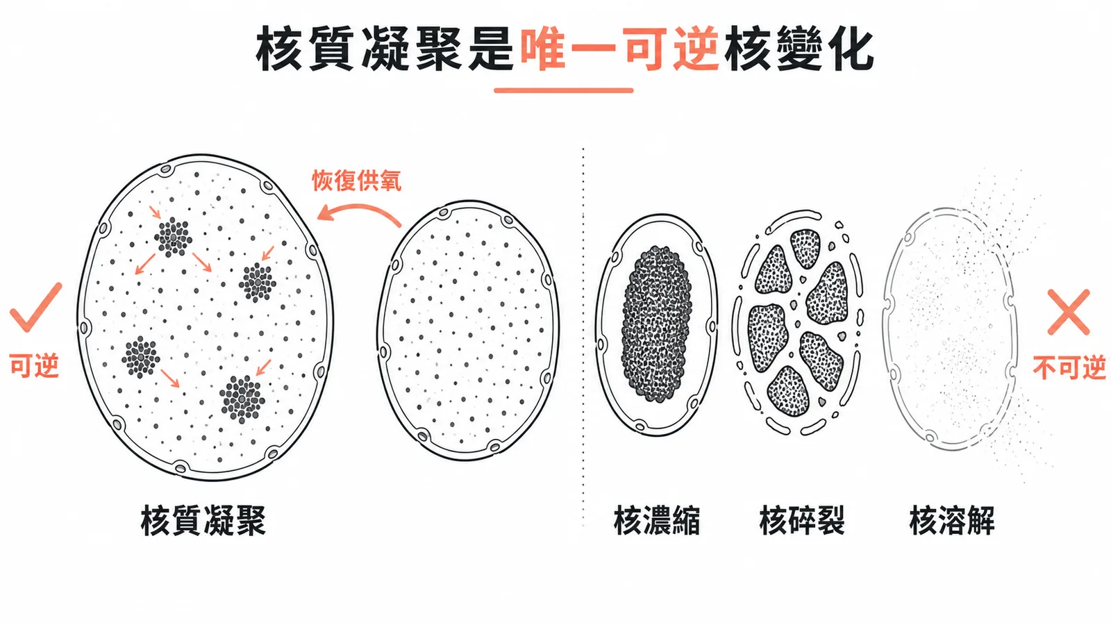 核質凝聚是唯一可逆的細胞核變化