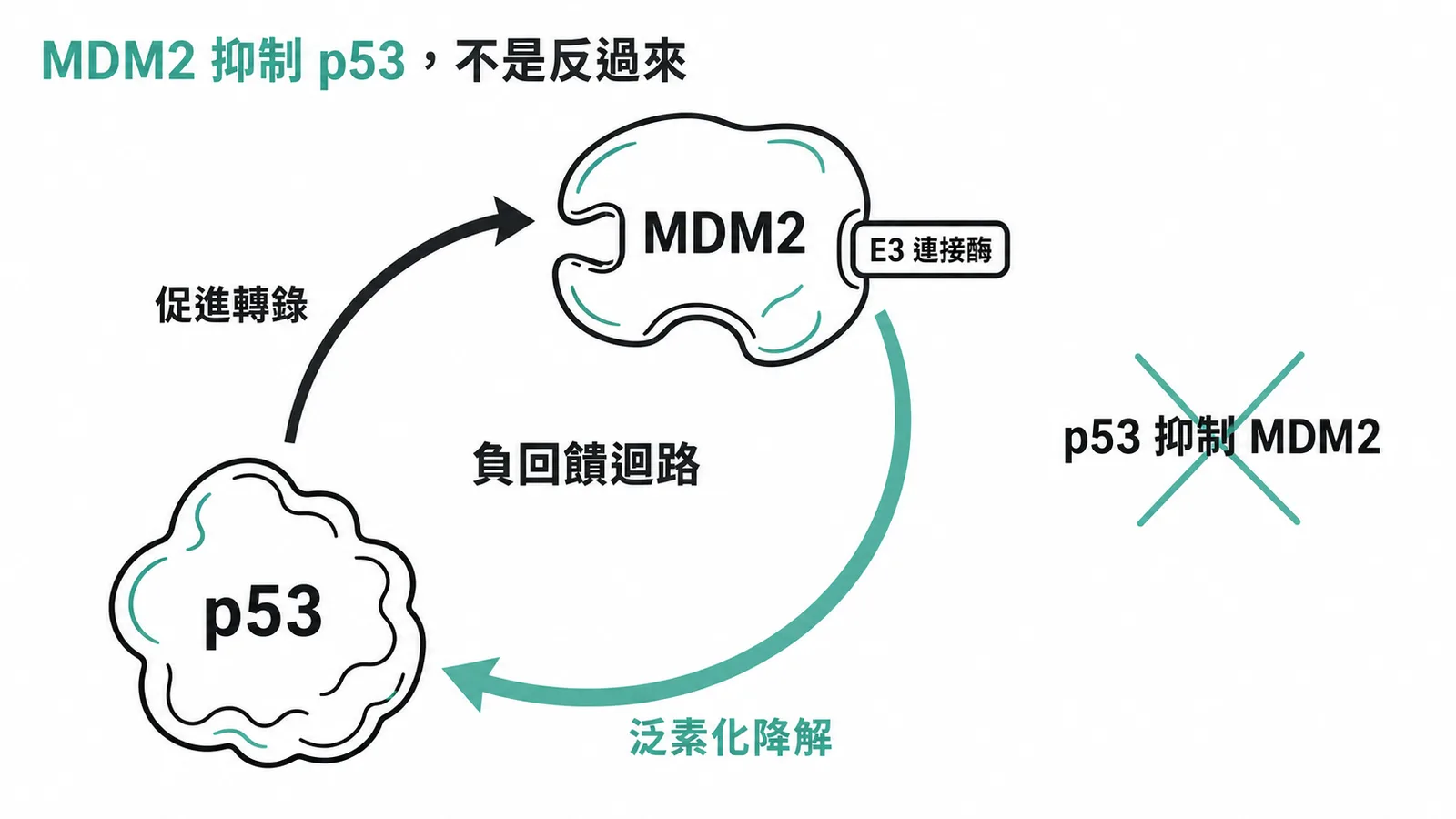 p53 與 MDM2 的負回饋：MDM2 抑制 p53 而非反過來