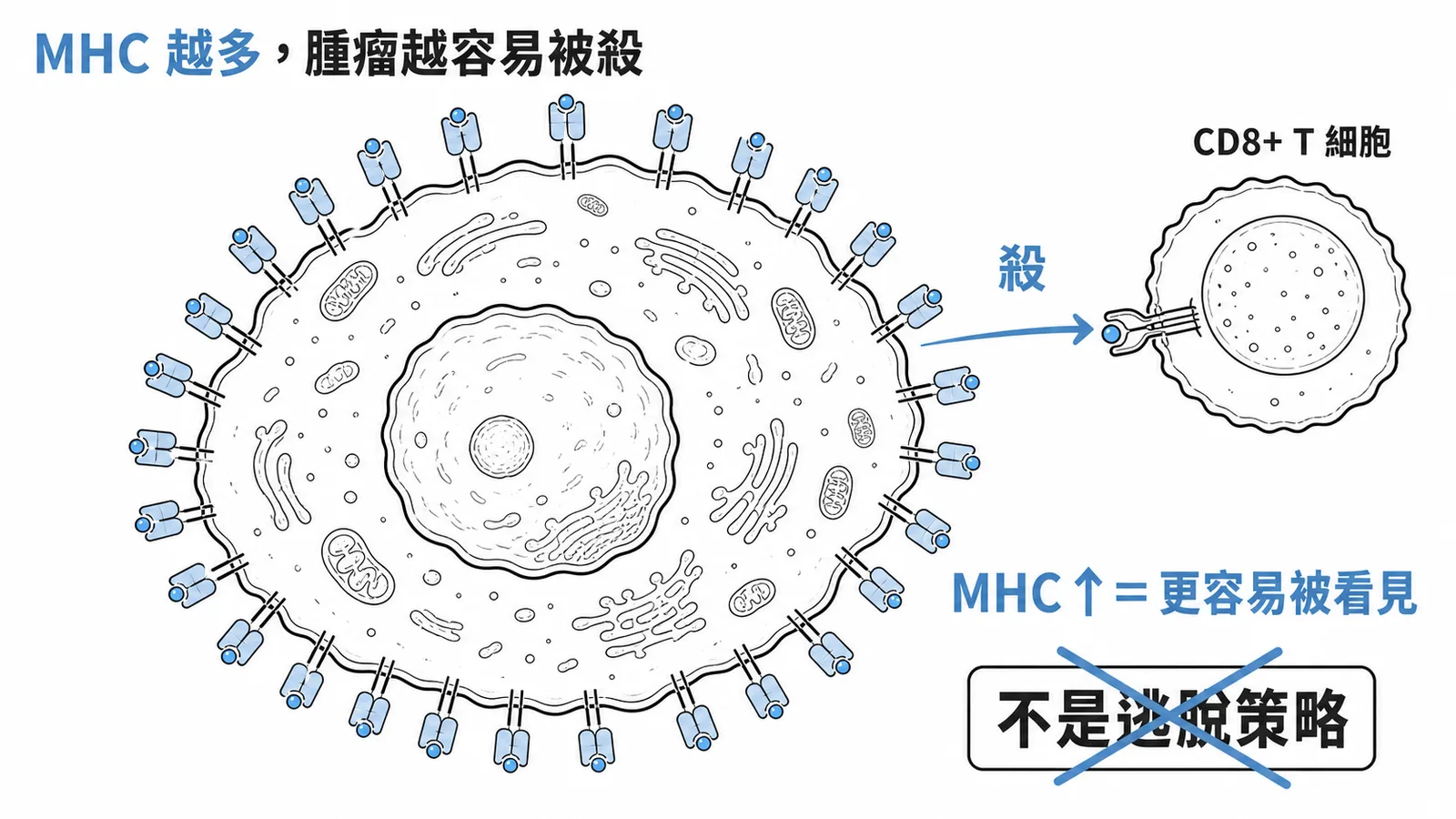腫瘤過度表現 MHC 反而更容易被免疫辨識