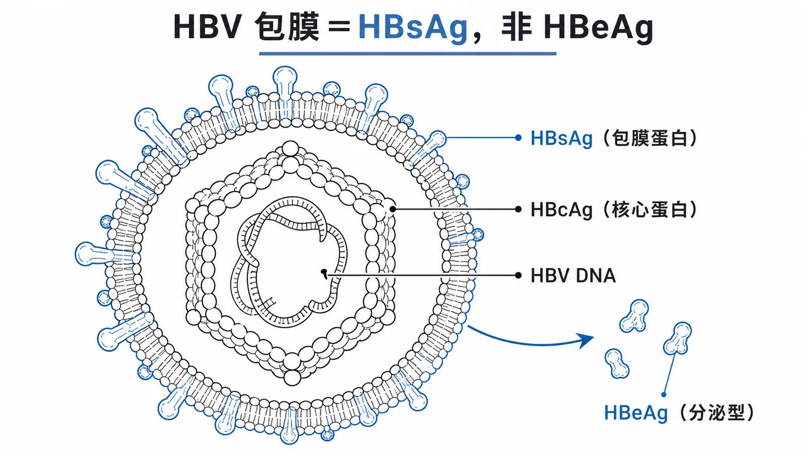 HBV 包膜蛋白是 HBsAg，HBeAg 是分泌型複製指標