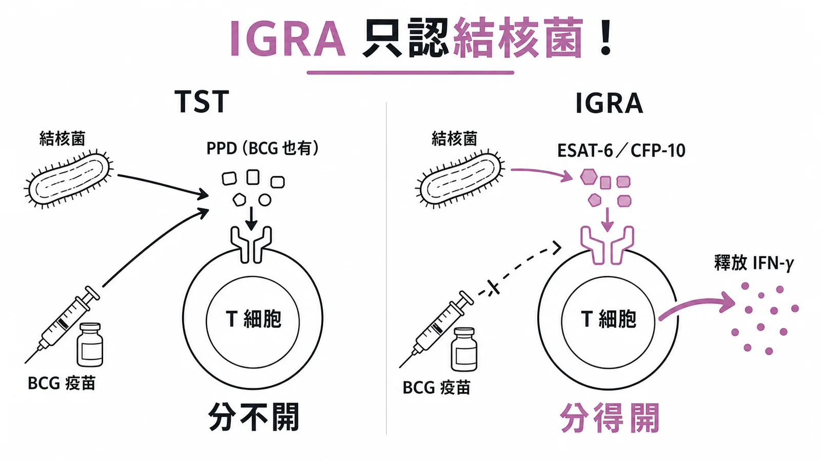 IGRA 使用結核菌特有抗原區分感染與 BCG 疫苗反應的對比圖