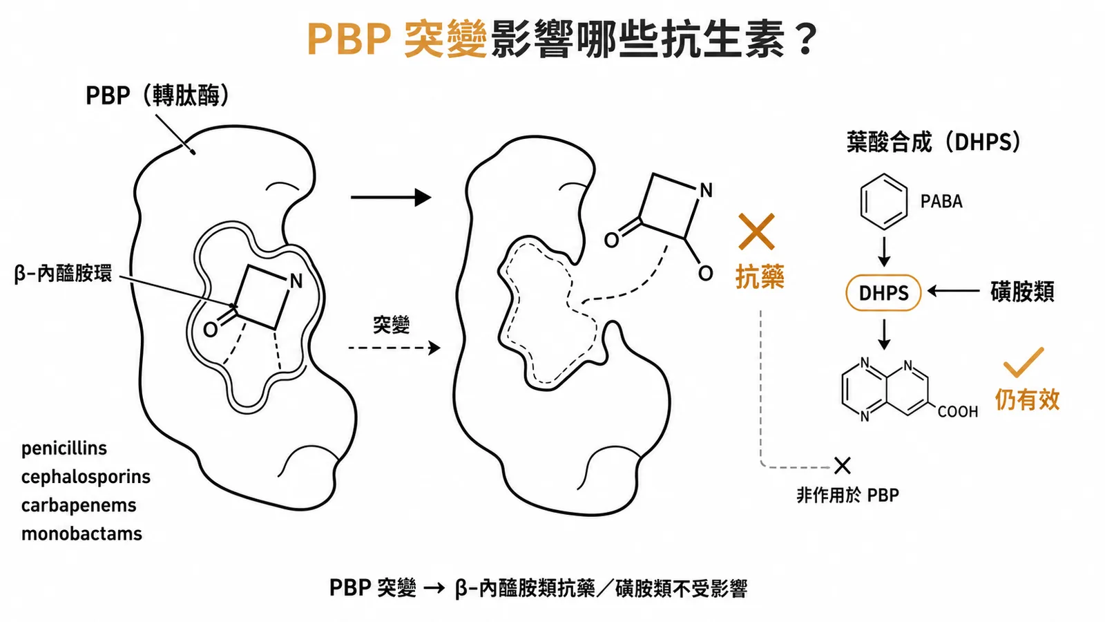 PBP突變導致β-內醯胺類抗藥但不影響磺胺類