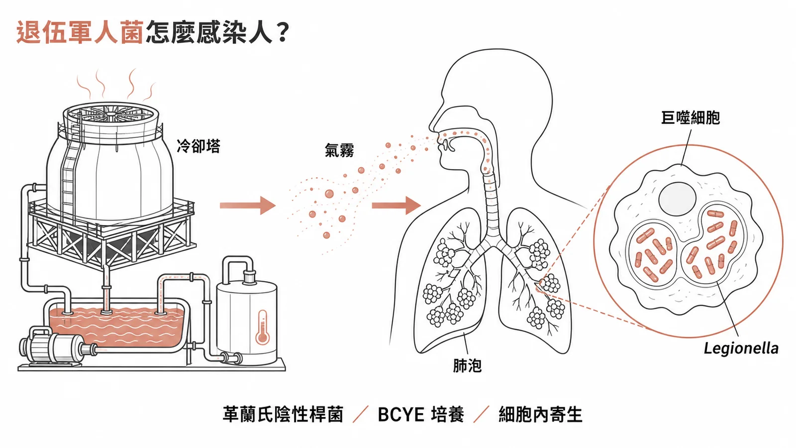 退伍軍人菌從冷卻塔水環境經氣霧吸入感染巨噬細胞