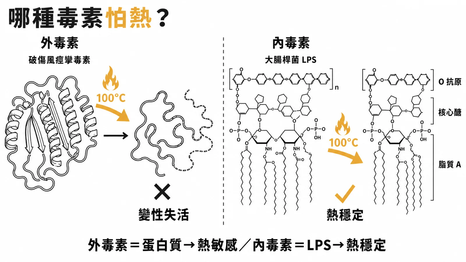 外毒素蛋白質對熱敏感變性失活而內毒素LPS對熱穩定