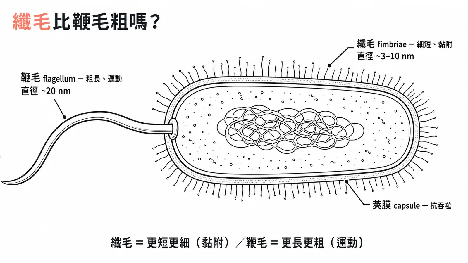 纖毛比鞭毛更短更細用於黏附而鞭毛更長更粗用於運動