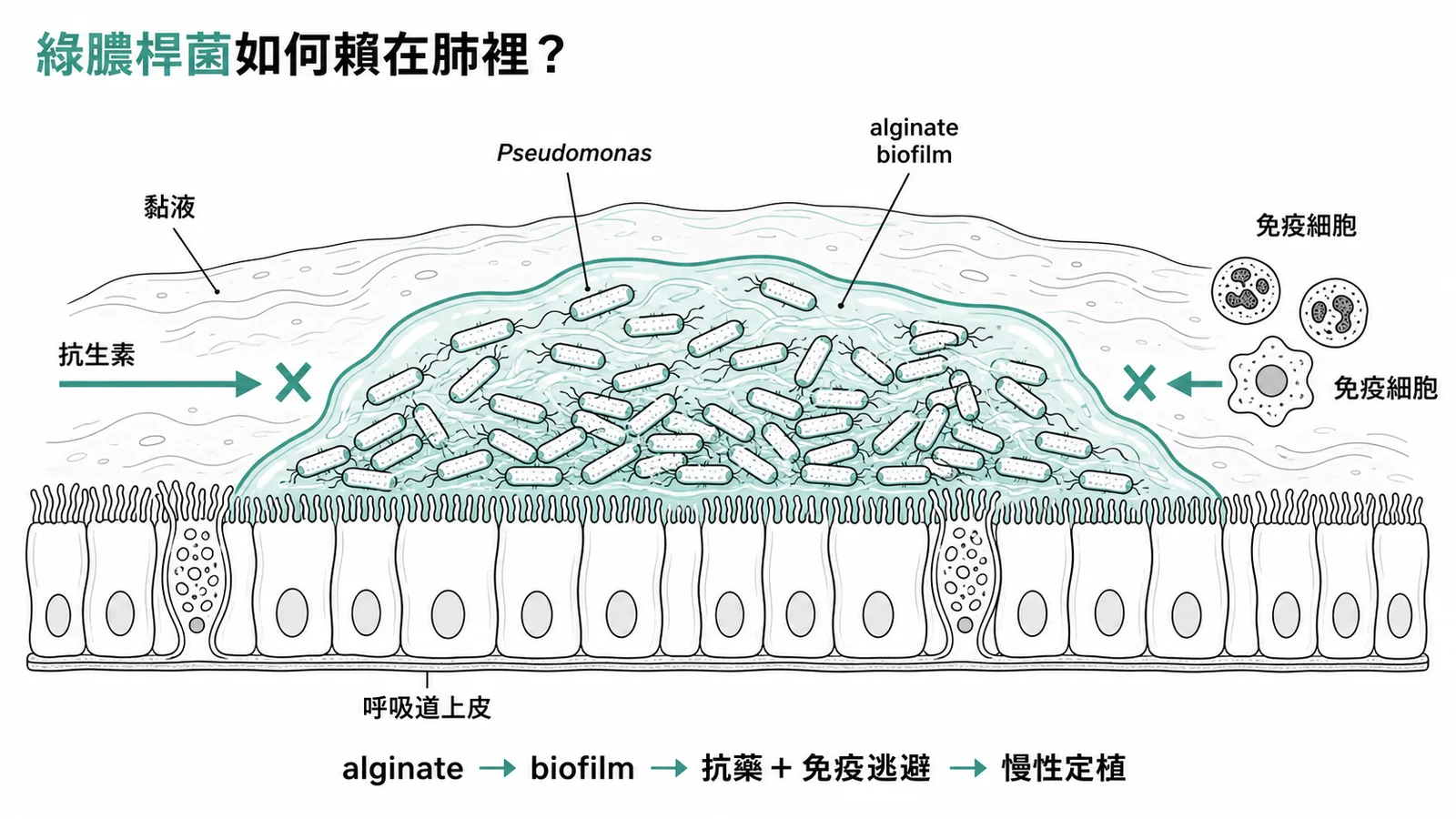 綠膿桿菌藉alginate形成biofilm阻擋抗生素與免疫細胞達成慢性定植