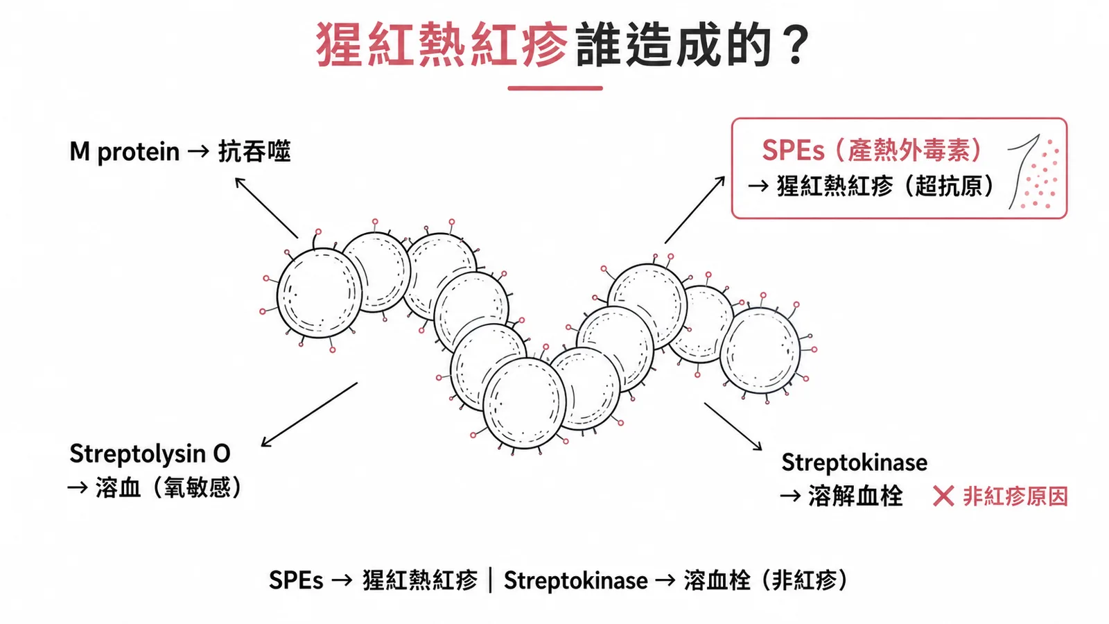 猩紅熱紅疹由SPEs產熱外毒素引起而非streptokinase