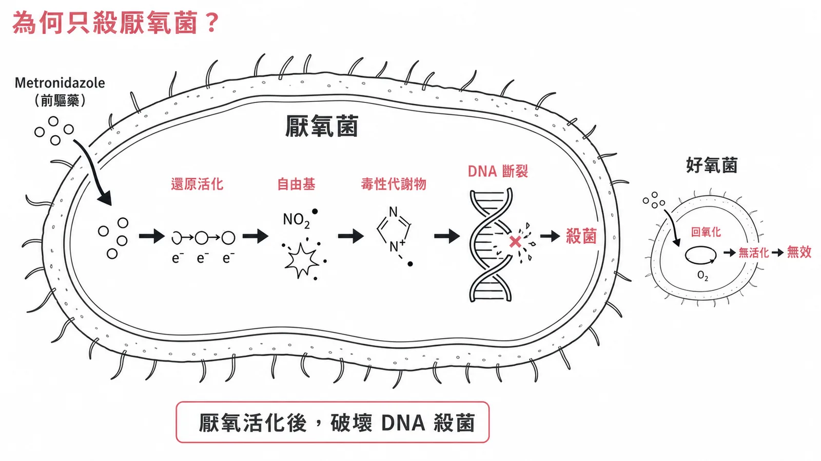 Metronidazole前驅藥在厭氧環境活化產生自由基破壞DNA殺菌