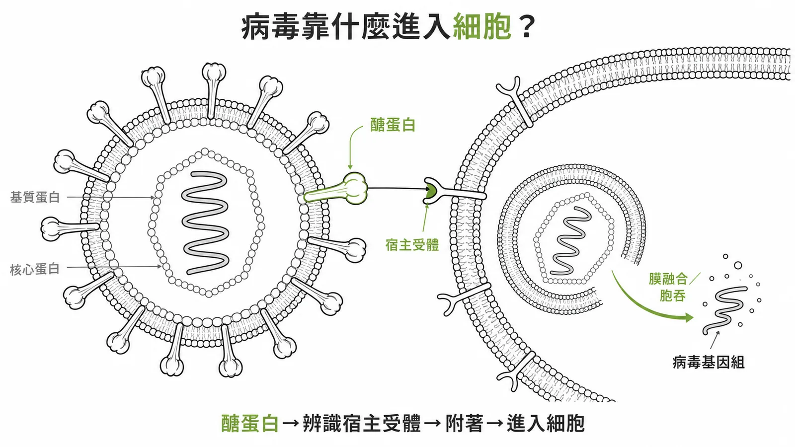 病毒利用表面醣蛋白結合宿主受體附著並進入細胞