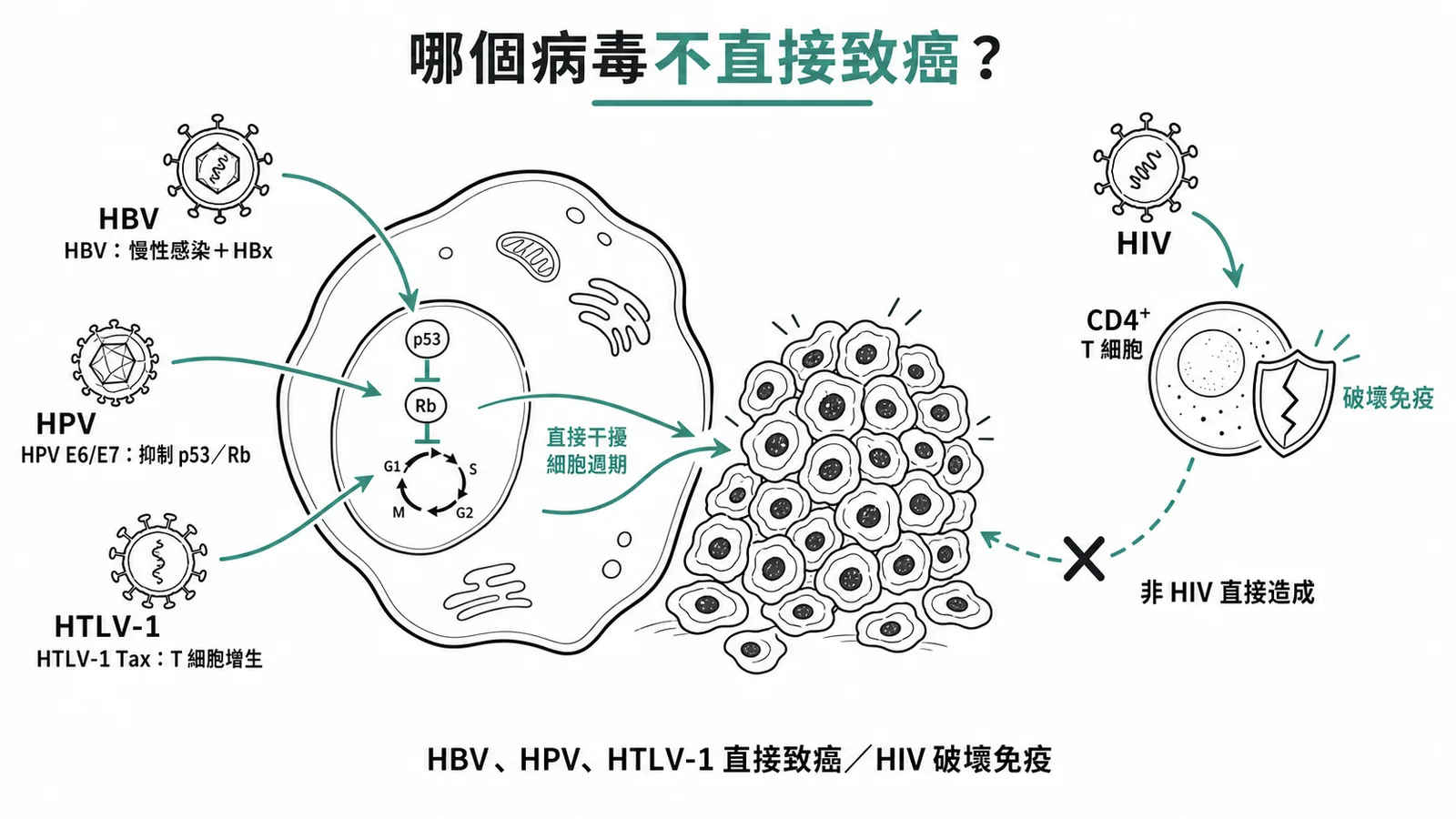 致癌病毒HBV HPV HTLV-1直接促細胞增生而HIV主要破壞免疫非直接致癌