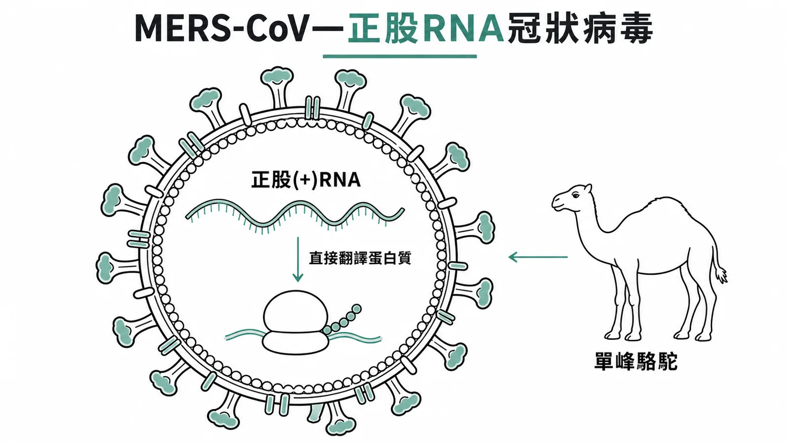 MERS-CoV正股RNA冠狀病毒:RNA可直接翻譯蛋白質,中間宿主為單峰駱駝
