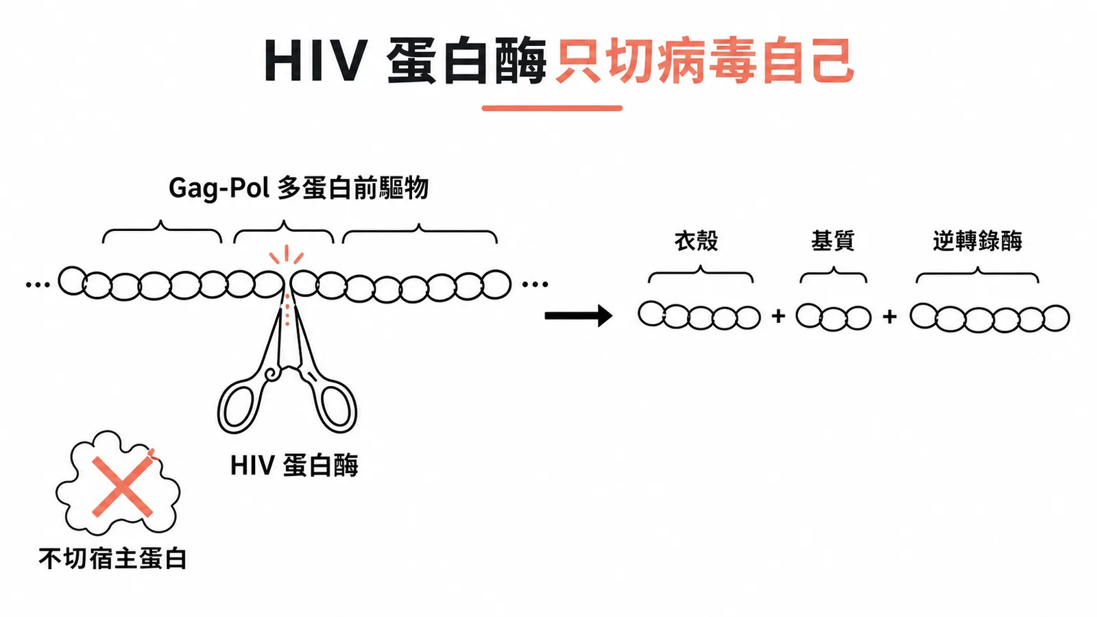 HIV蛋白酶只切病毒自身Gag-Pol多蛋白前驅物,不切宿主蛋白