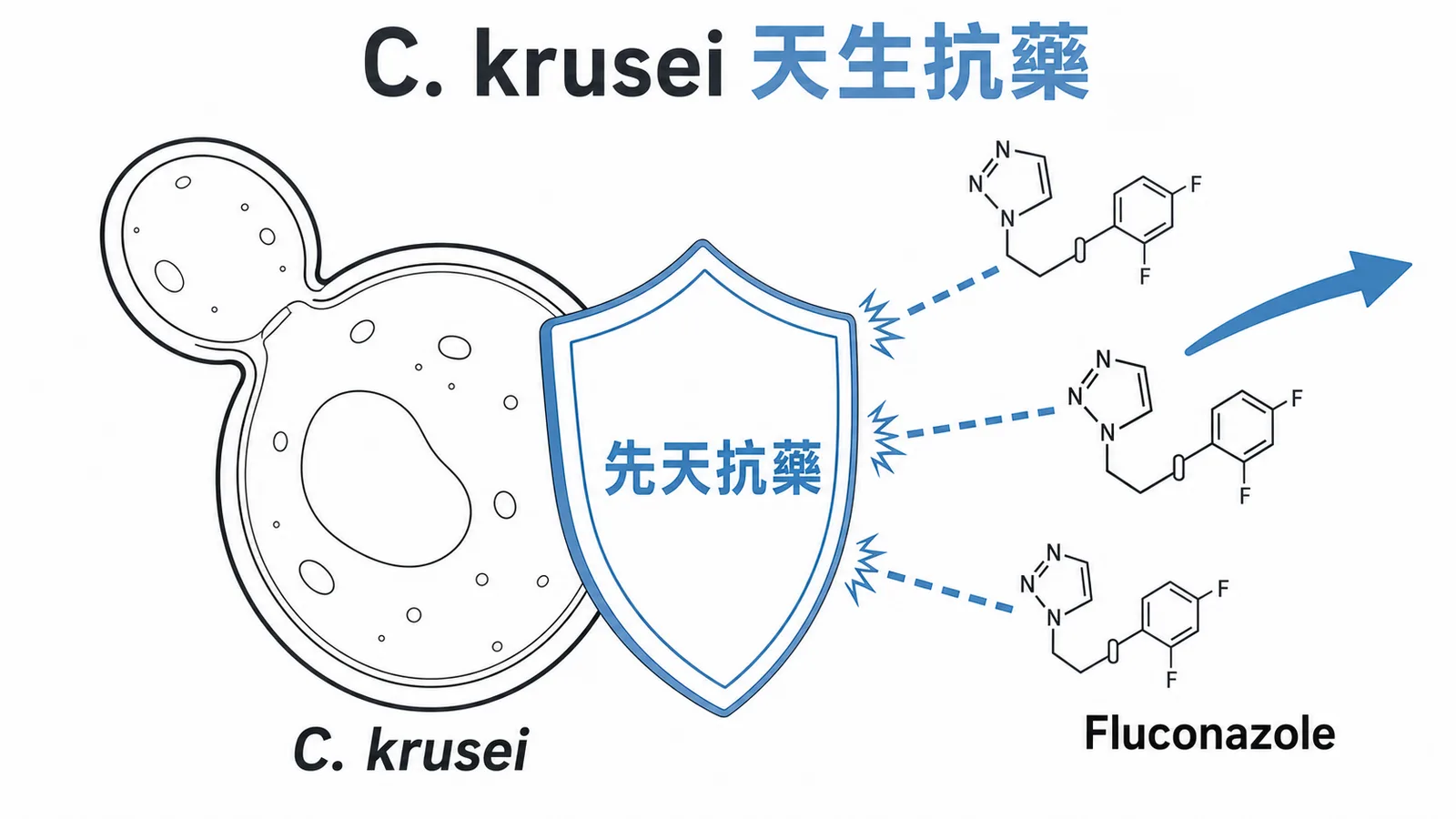 C. krusei天生對Fluconazole先天抗藥,盾牌擋住藥物