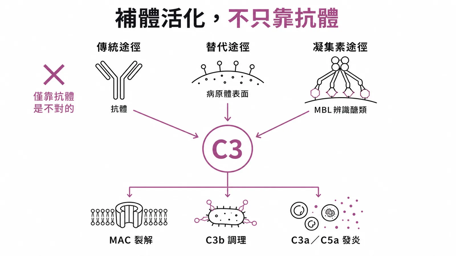 補體三條活化途徑匯聚C3:傳統需抗體、替代與凝集素途徑不需抗體