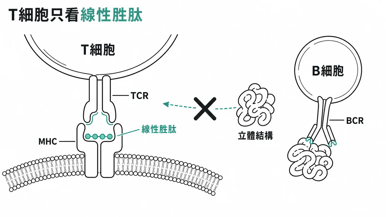 T細胞TCR辨識MHC上線性胜肽,B細胞BCR才辨識立體結構