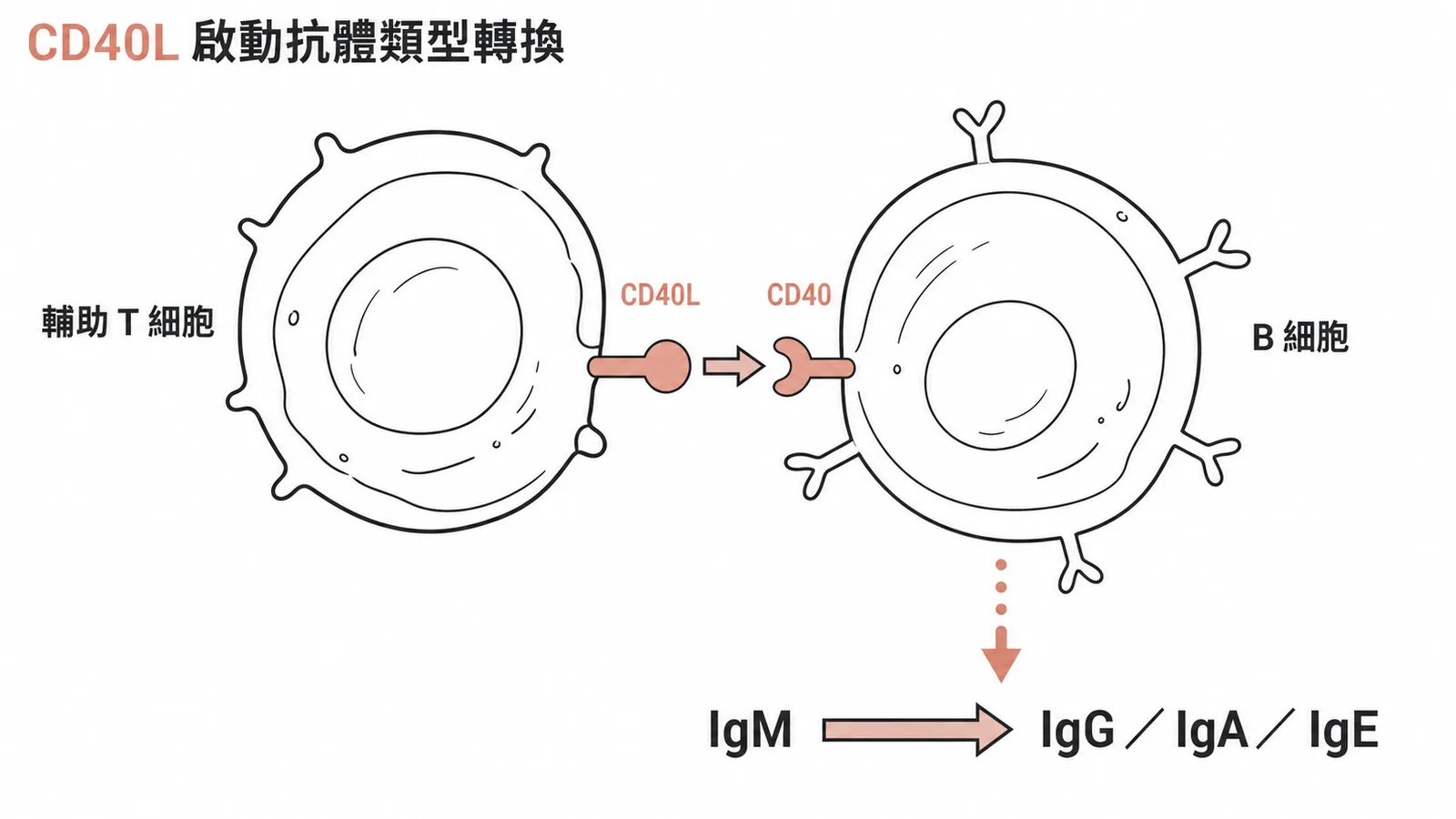 CD40L 與 CD40 結合啟動 B 細胞抗體類型轉換示意圖