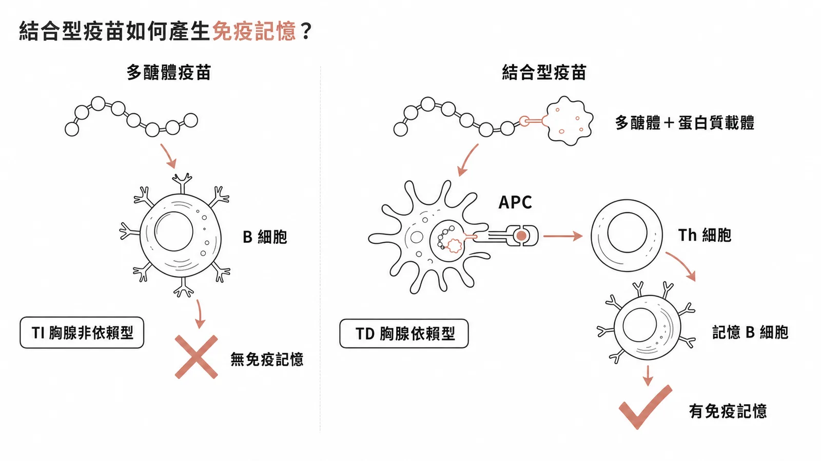結合型疫苗與多醣體疫苗的胸腺依賴型免疫反應對照