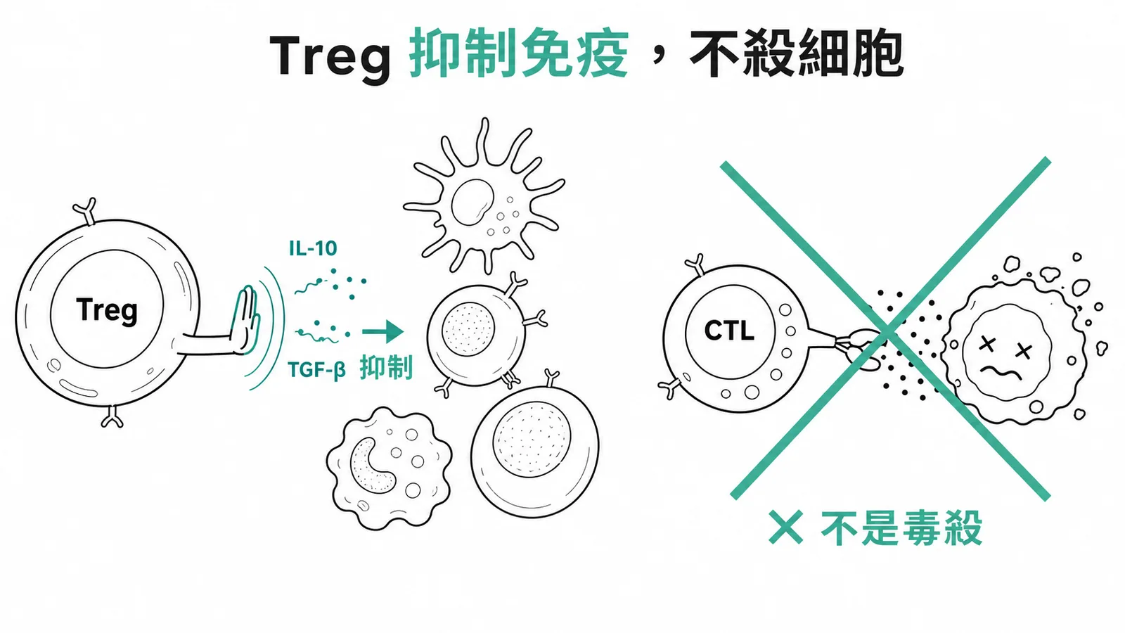 Treg 透過 IL-10 與 TGF-β 抑制免疫反應而非細胞毒殺示意圖