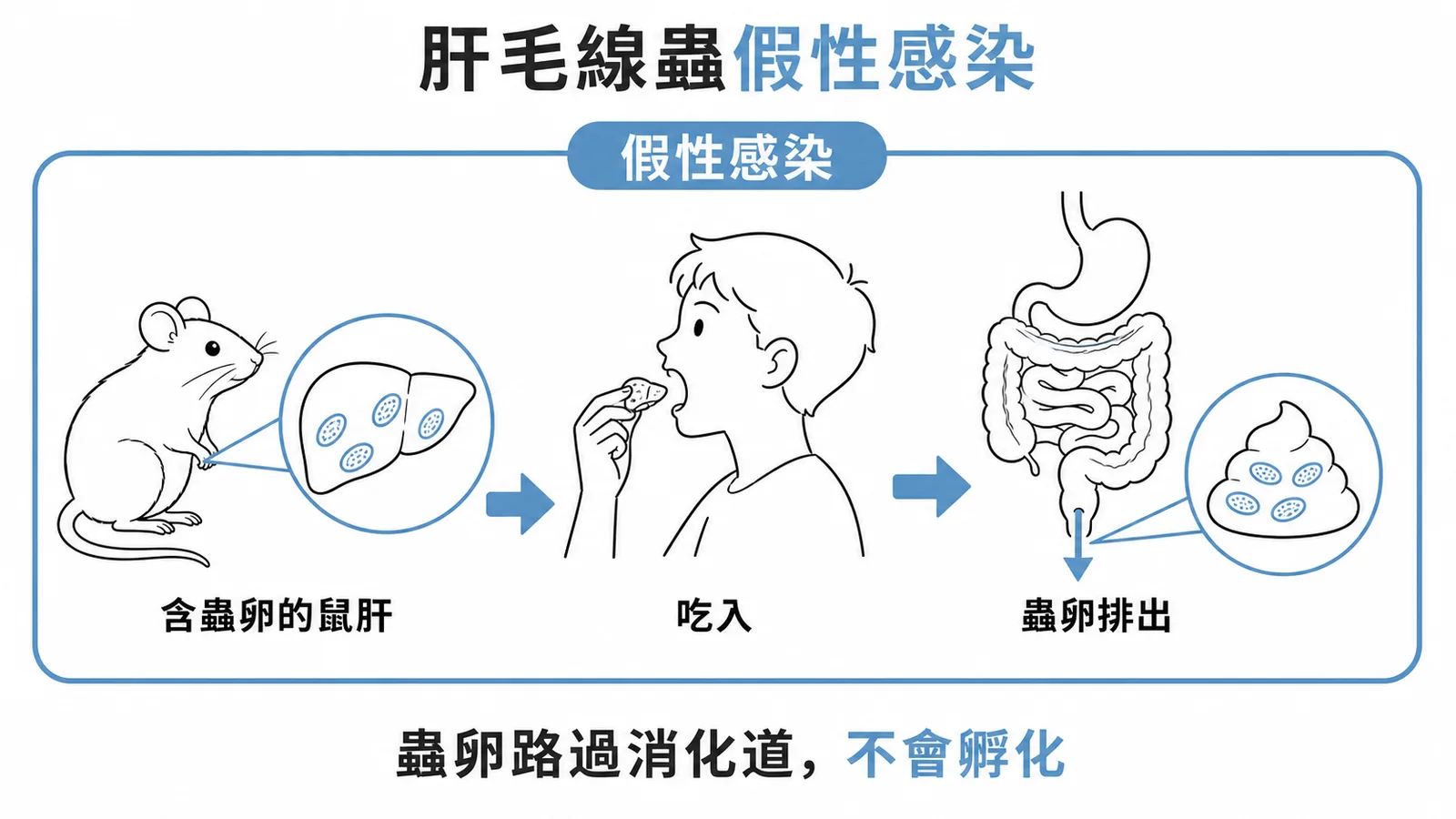 肝毛線蟲假性感染流程示意圖