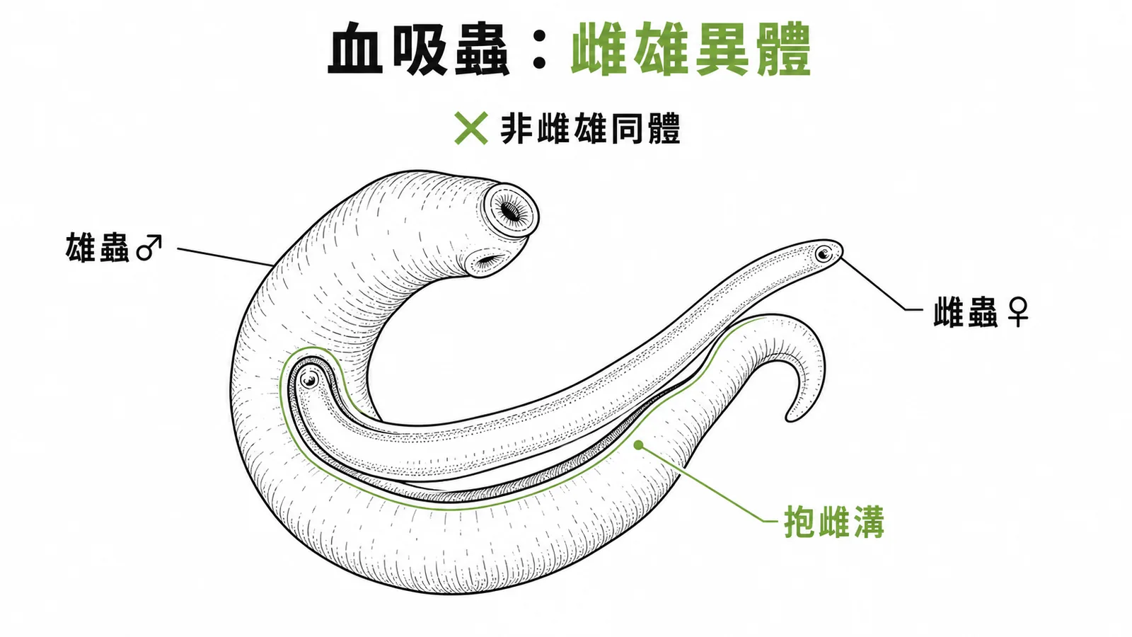 血吸蟲雌雄異體與抱雌溝構造示意圖