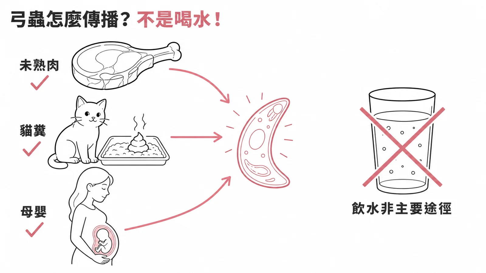 弓蟲三大傳播途徑:生肉、貓糞、母嬰垂直傳播,飲水非主要途徑