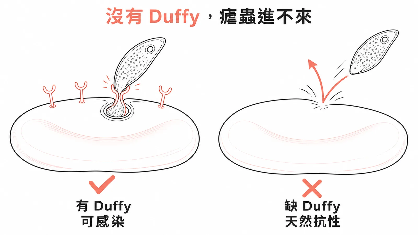 間日瘧原蟲需要 Duffy 抗原才能入侵紅血球,缺 Duffy 則天然抗性