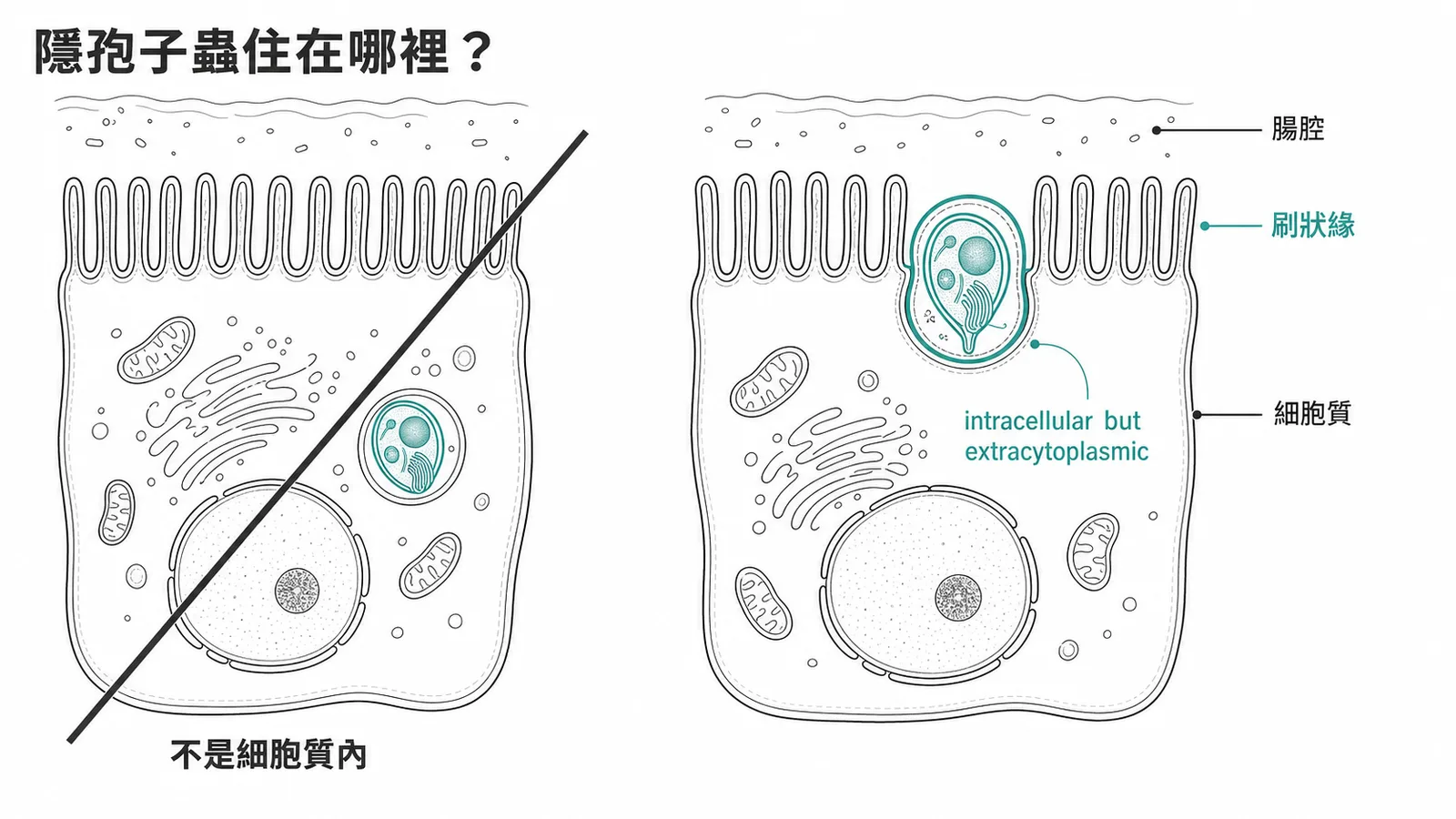 隱孢子蟲寄生在刷狀緣頂端,intracellular but extracytoplasmic