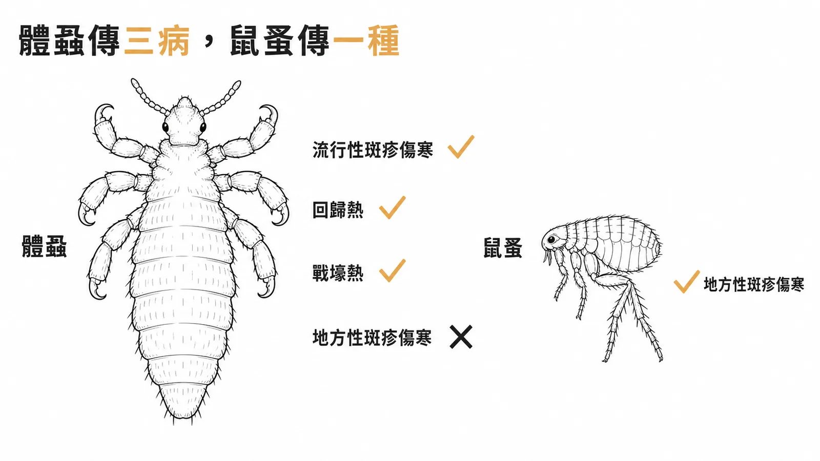 體蝨傳播三種病,地方性斑疹傷寒由鼠蚤傳播
